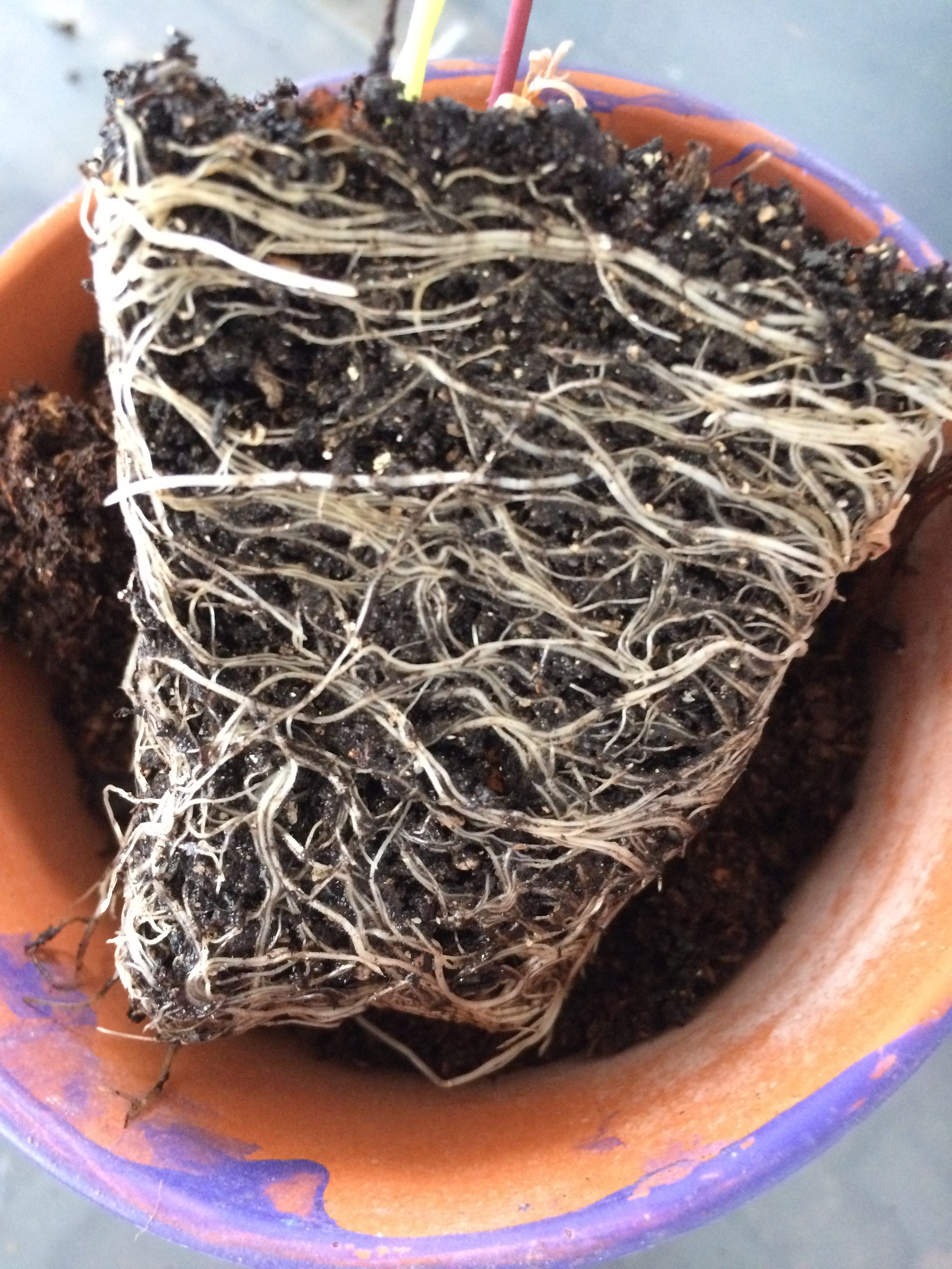 Mycorrhizal Roots