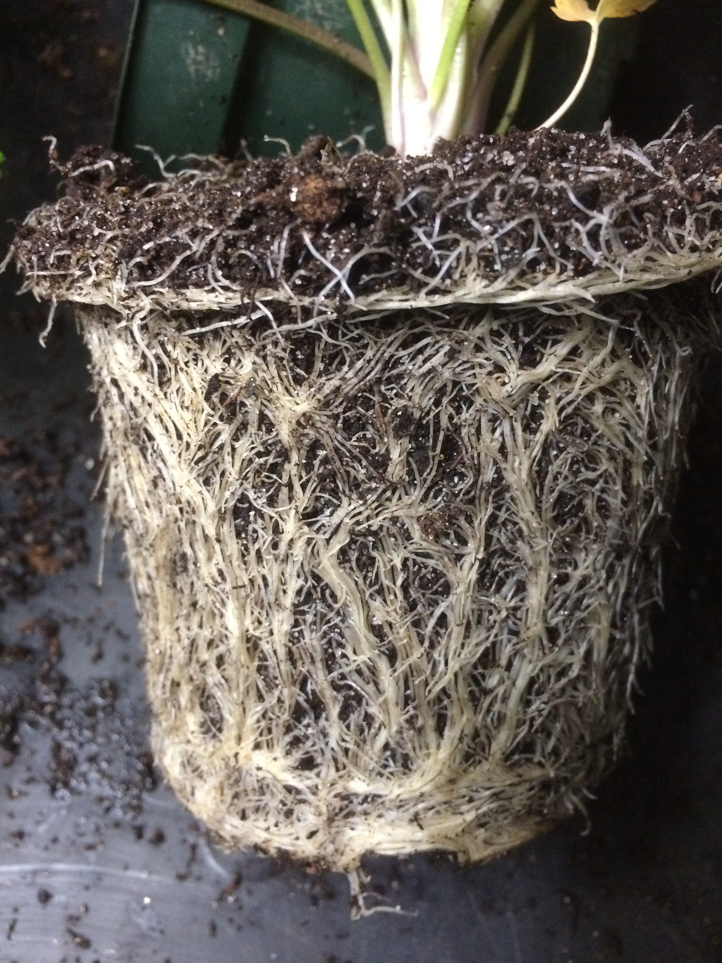 why-are-mycorrhizae-important-to-plants-and-soil